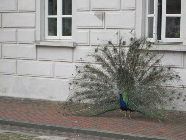 Pfau